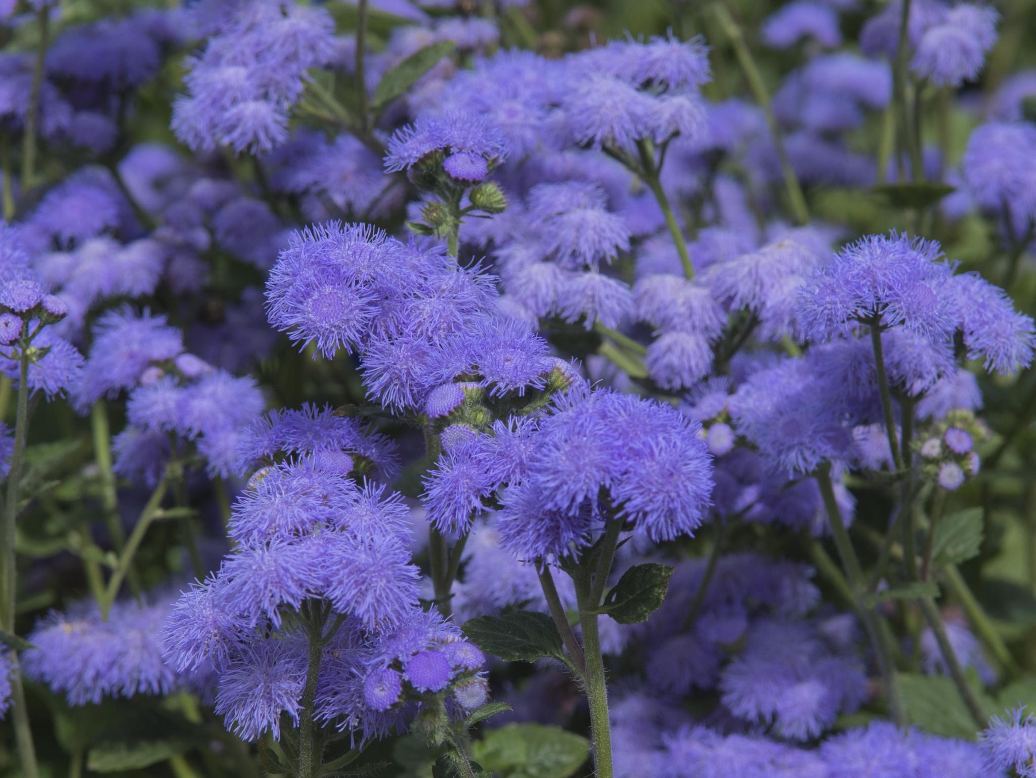 floss flowers (Ageratum houstonianum)