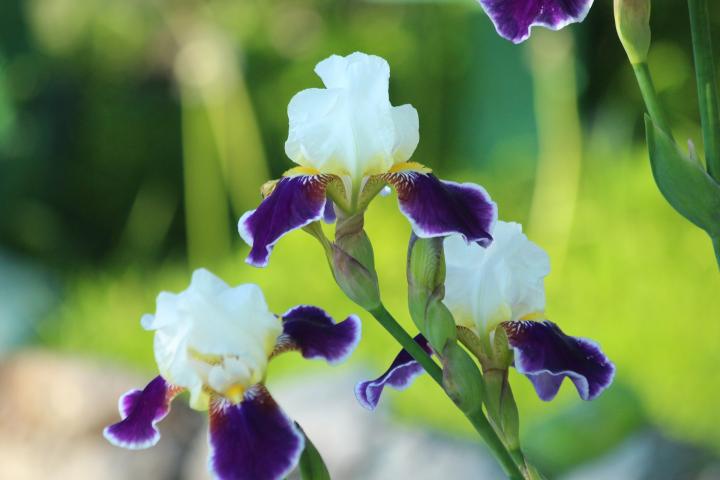 white, yellow and purple irises flowers